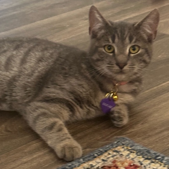 Meet your Posher, Michelle - Picture 3 of 6